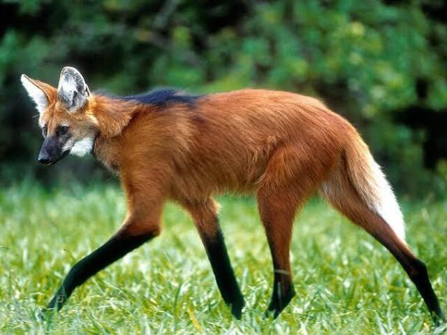 Lobo Guará (Chrysocyon brachyurus)