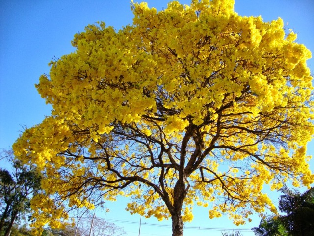 AMARELO