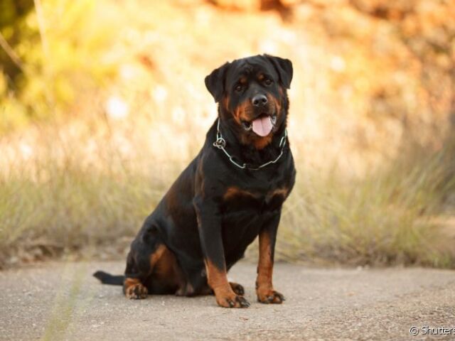 Rottweiler