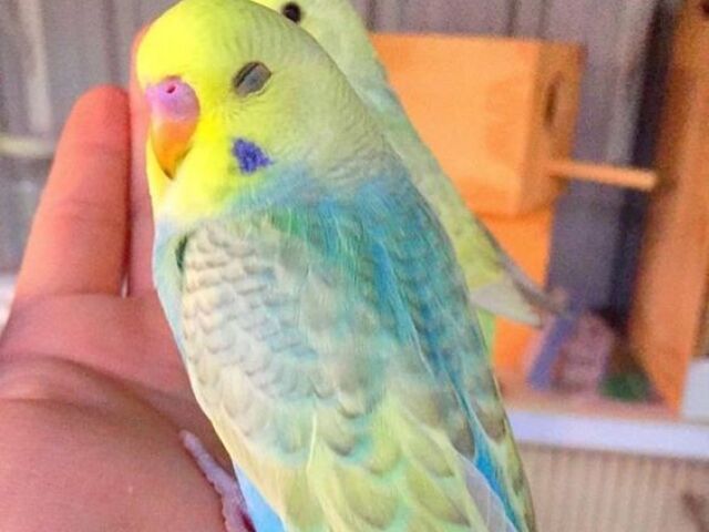 🐦- Quiz sobre pássaros (Quiz com 10 perguntas - Simples) - 🐦