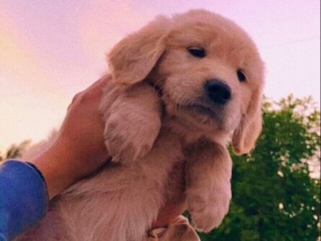 - 🐶🐱 - Você é mais Gato ou Cachorro? -
