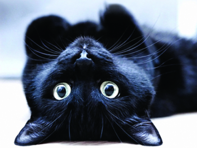 Gato