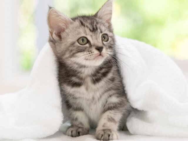 Gato