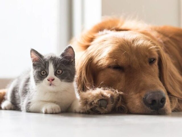 Você é mais gato ou cachorro?