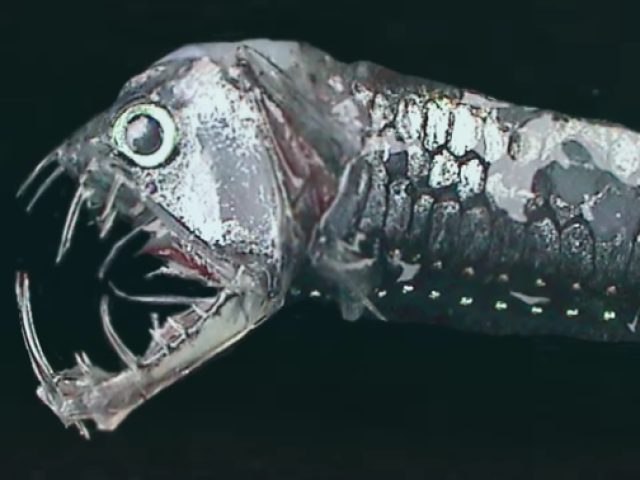 Peixe vibora