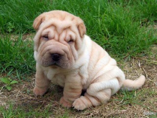 sharpei