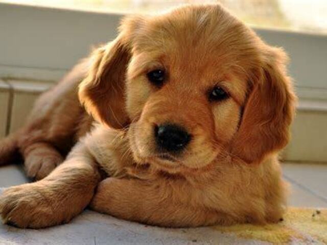 golden retriever