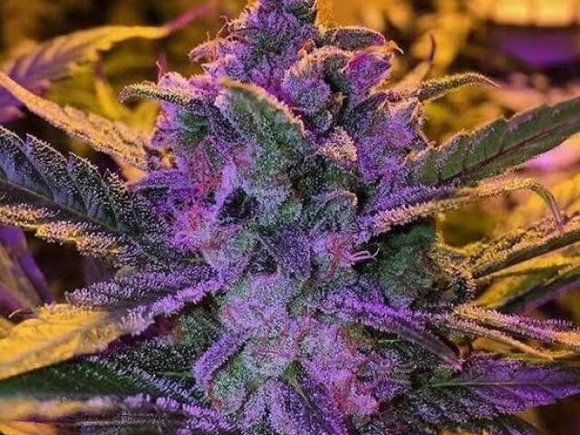 Purple Haze