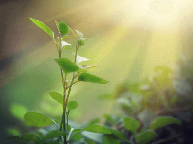 Planta se alimentando do sol, ou seja, fotossíntese