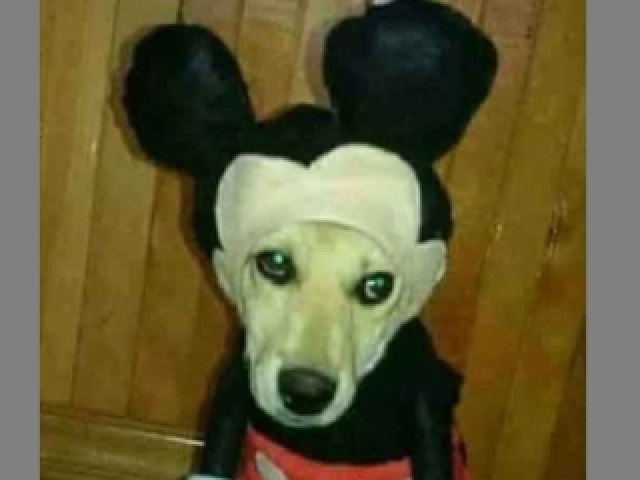 Mickey 🤔