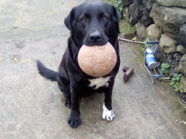 Ou um cão com uma bola na boca