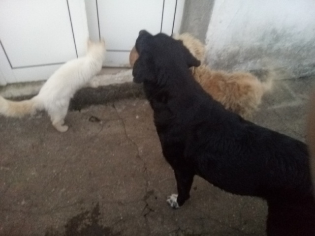 1 gato e 2 cachorros /cachorras