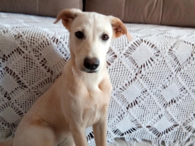 Que tipo de cão você seria?