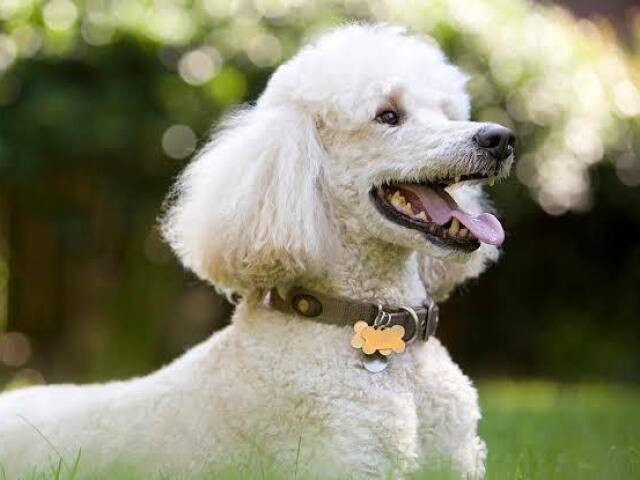 Poodle