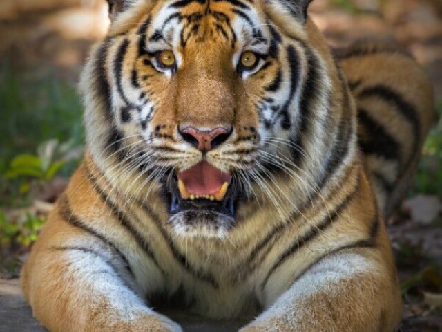 Tigre