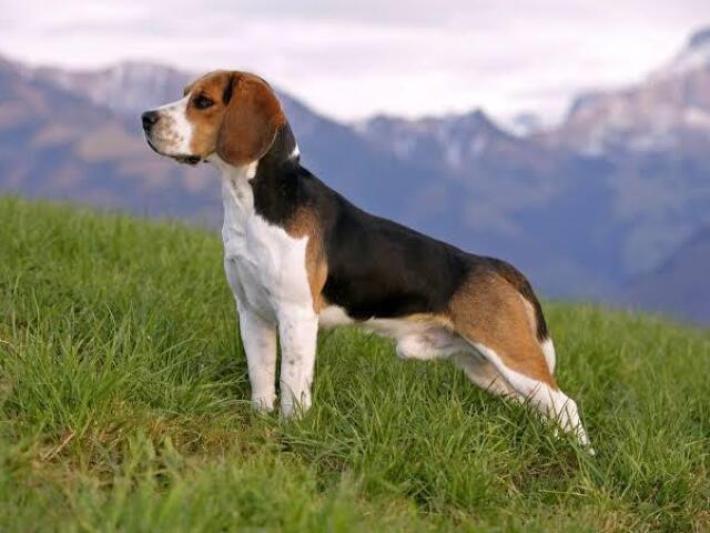 Beagle