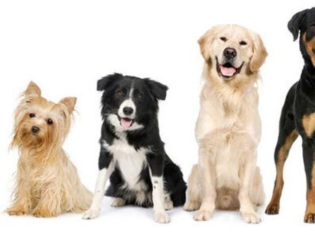 Qual raça de cachorro mais combina com você?