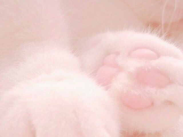 𝕢𝕦𝕒𝕝 𝕤𝕖𝕦 𝕒𝕖𝕤𝕥𝕙𝕖𝕥𝕚𝕔?🎀