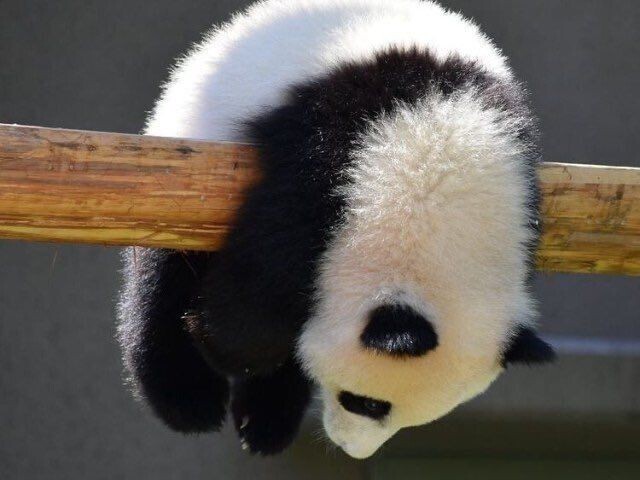 panda