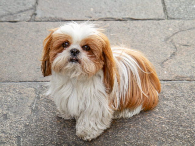 Shit-tzu