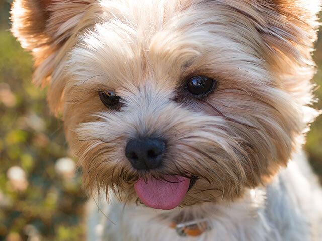 Yorkshire terrier