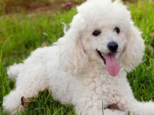 Poodle