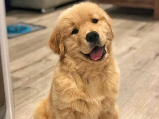Que tipo de cachorro você seria?🐶🐕🦺