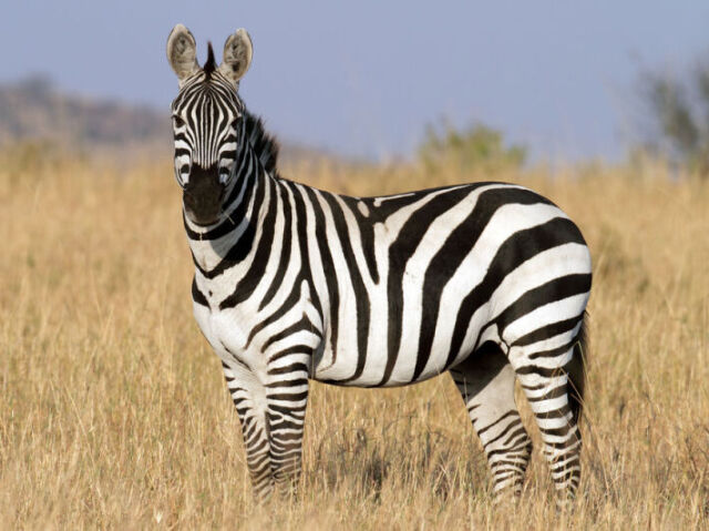 zebra