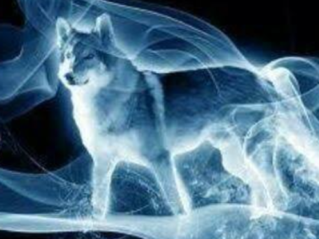 Lobo