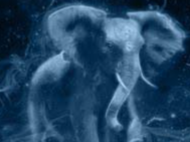 Elefante