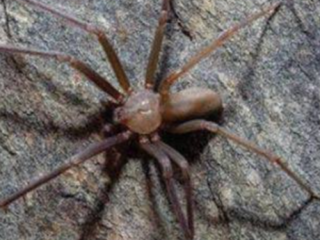 Aranha