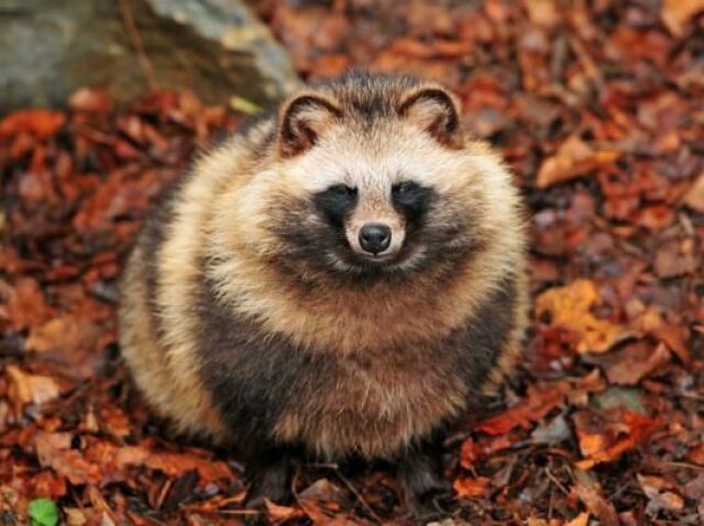 Tanuki