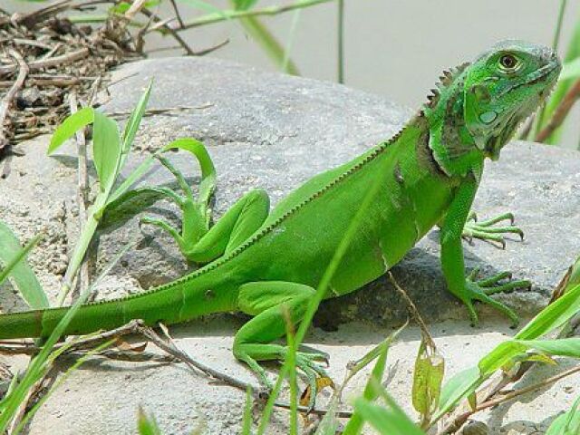 Iguana