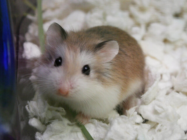 hamster