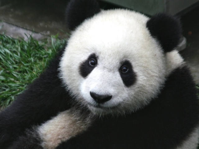 Panda