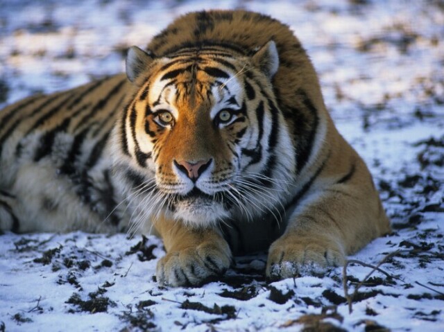 Tigre