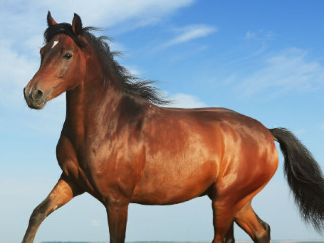 cavalo