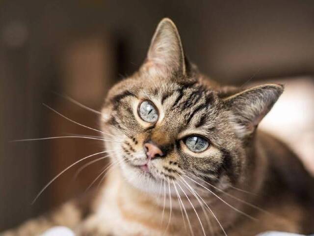 gato