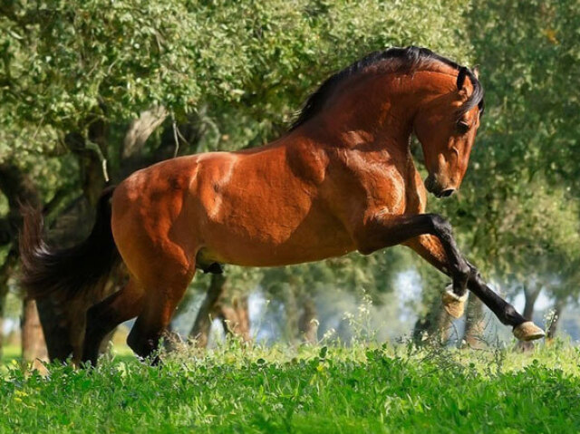 Lusitano ( Raça Portuguesa) especializada em Dressage