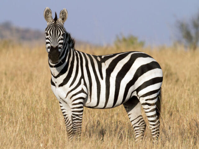 zebra