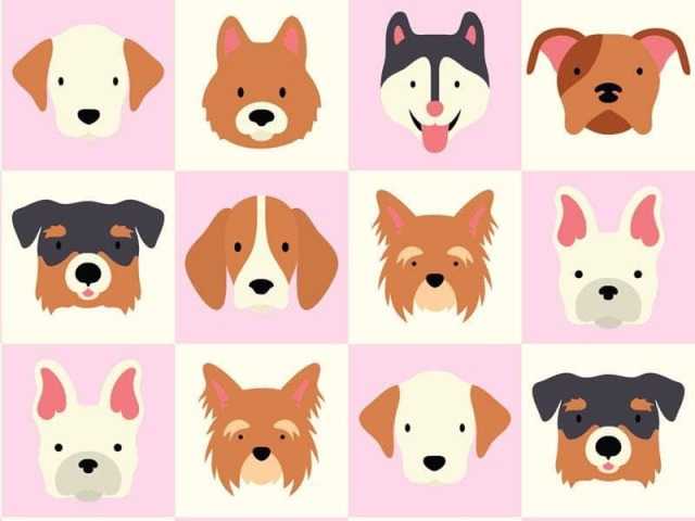 Acerte a raça de cachorro!