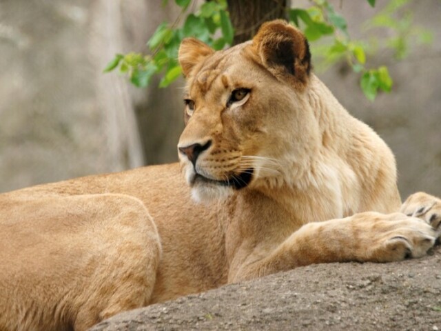 Leoa