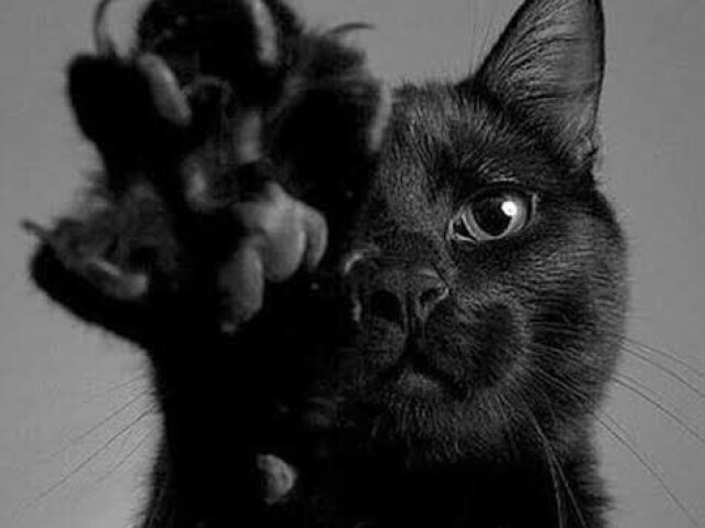 Preto