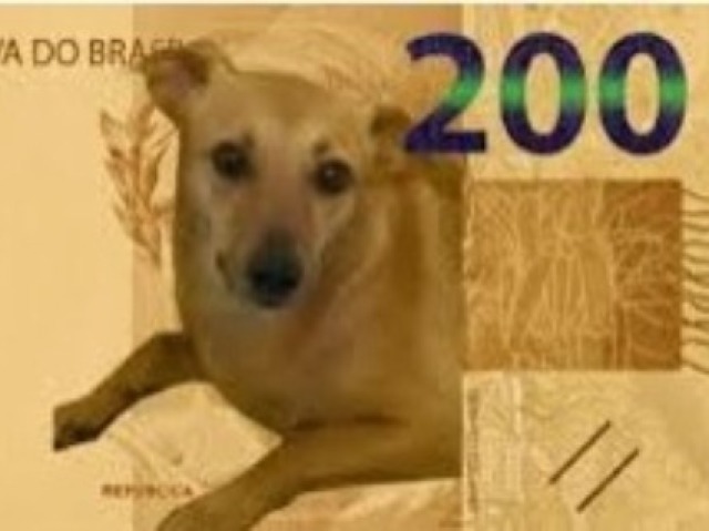 Cachorro