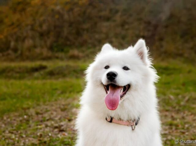 Que raça de cachorro você é?