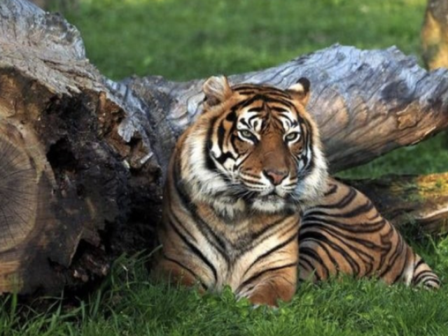 Ir ao Jardim Zoológico