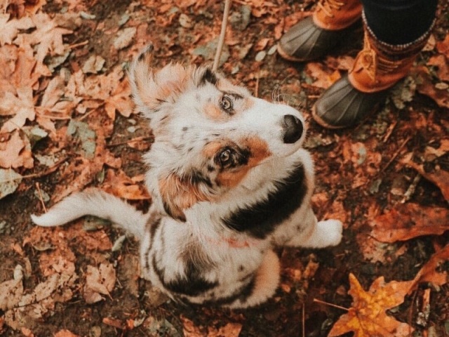 Dizem que os pequenos cachorros são os mais fieis! Eu gostava de ter um.