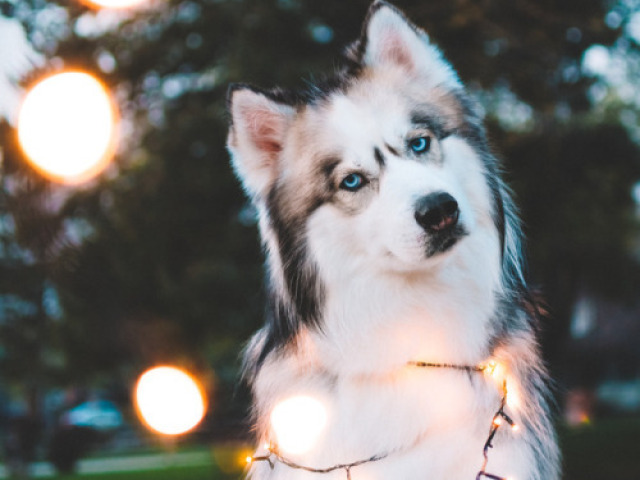 Os cachorros grandes podem parecer assustadores, mas eu sentir-me-ia em segurança.