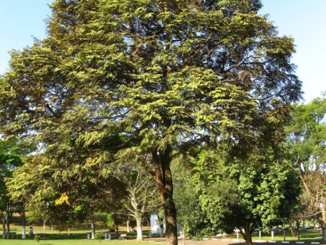 Cedro