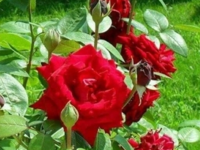 Rosas